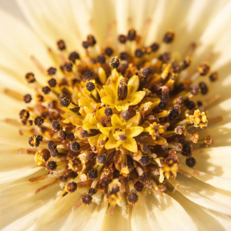 HUILE DE TOURNESOL